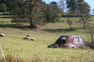 voiture dans un champ