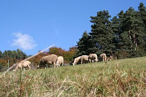 moutons