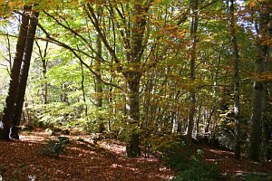 ballade en forêt