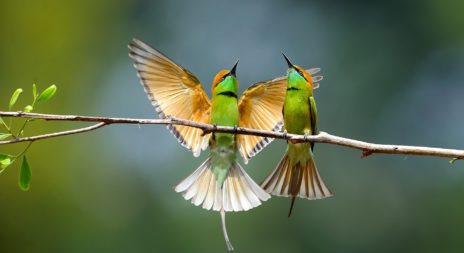 fly-4551002_1920