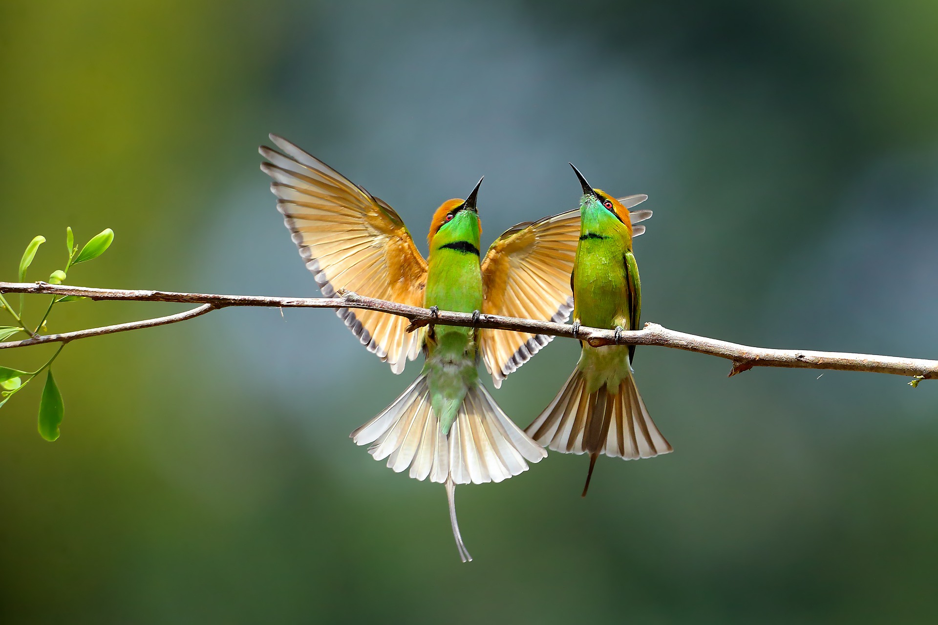 fly-4551002_1920