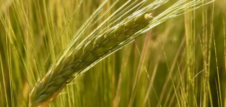 barley-field-8230_1280