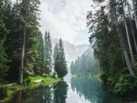 Forêt luxuriante Image de Luca Bravo sur Unsplash