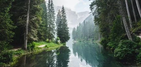 Forêt luxuriante Image de Luca Bravo sur Unsplash