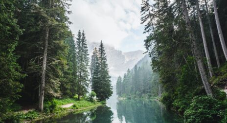 Forêt luxuriante Image de Luca Bravo sur Unsplash