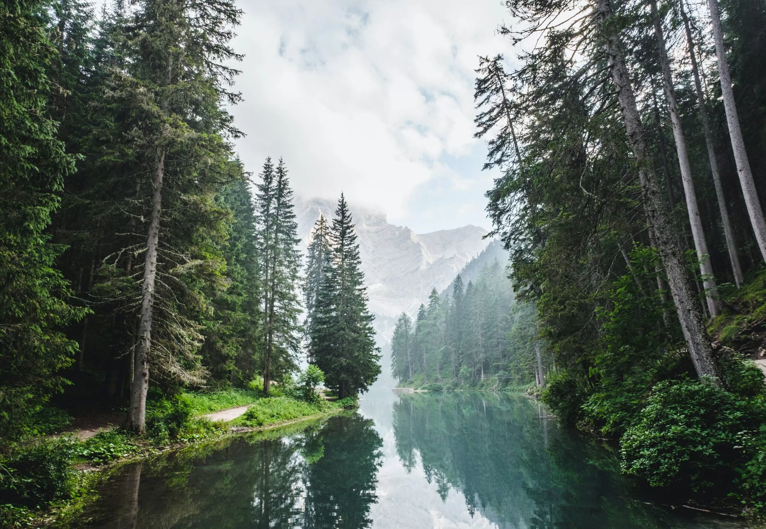 Forêt luxuriante Image de Luca Bravo sur Unsplash