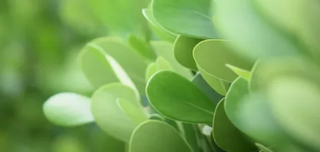 Image de feuille verte - Image de Kristen Alyce sur Unsplash