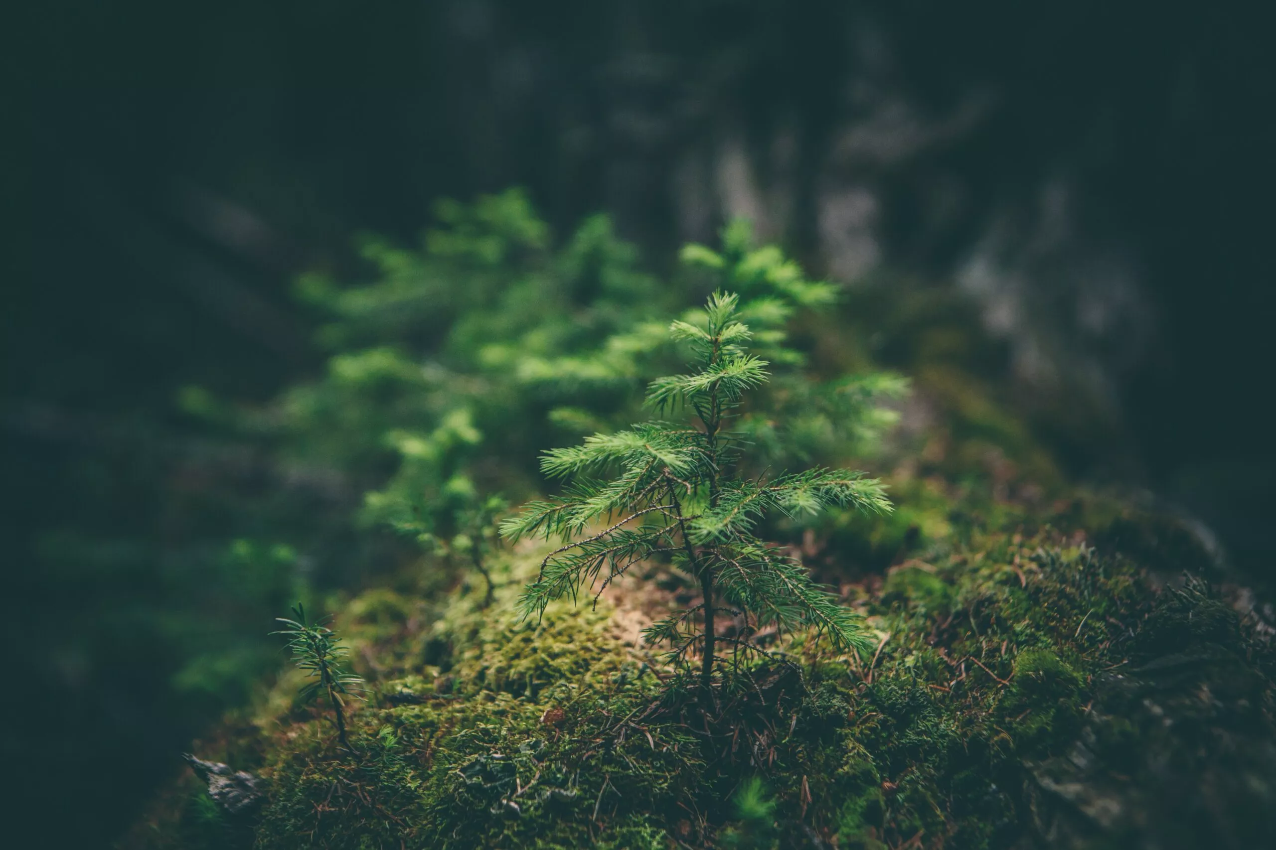 Image de matthew Smith sur Unsplash