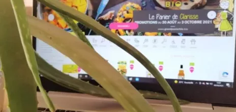 attaque de la plante verte