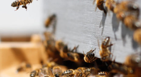 Mellia : projet opensource et openhardware de ruche connectée