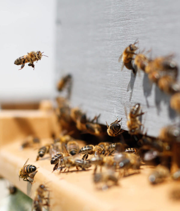 Mellia : projet opensource et openhardware de ruche connectée