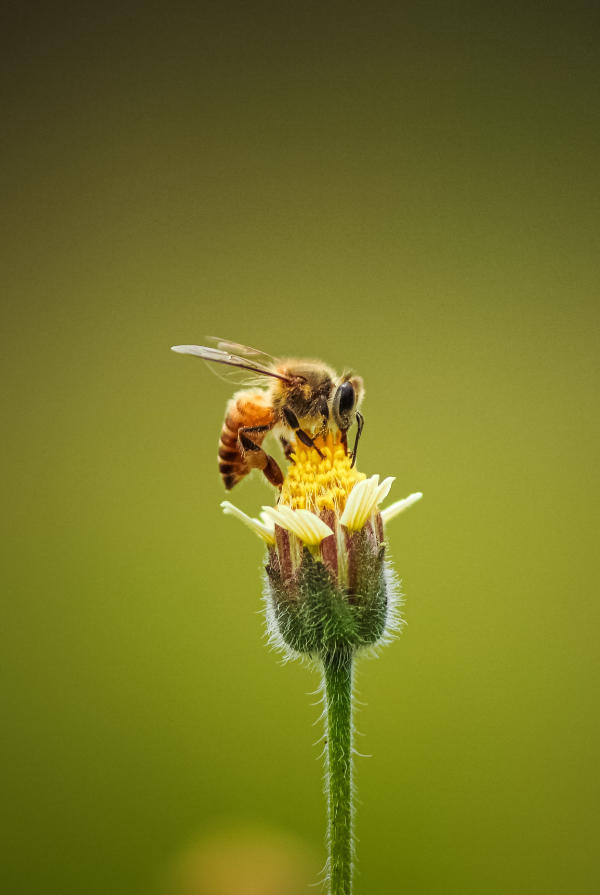 abeille-mellia-ruche-connectee
