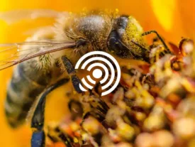 Mellia, la ruche connectée OpenStudio