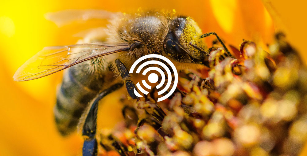 Mellia, la ruche connectée OpenStudio
