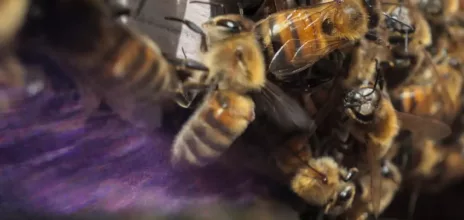 abeilles