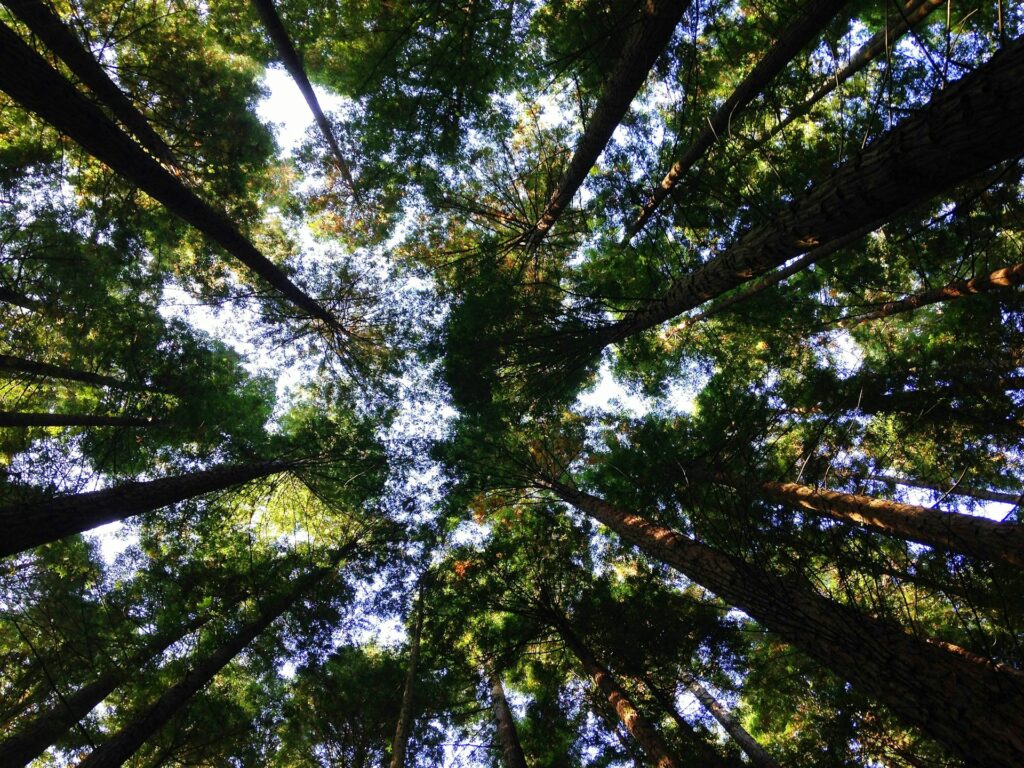 Une forêt en Espagne.